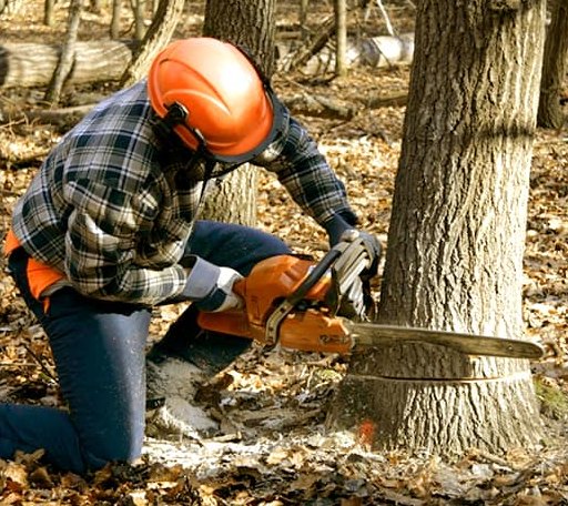 Tree Removal in Britton, SD